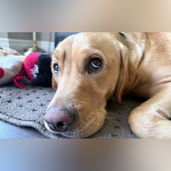 Meet your Posher, Marisa - Picture 13 of 14